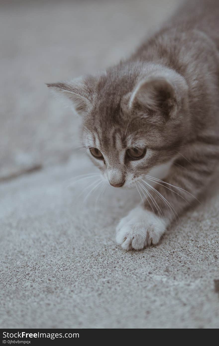 Close-up Photography of Cat