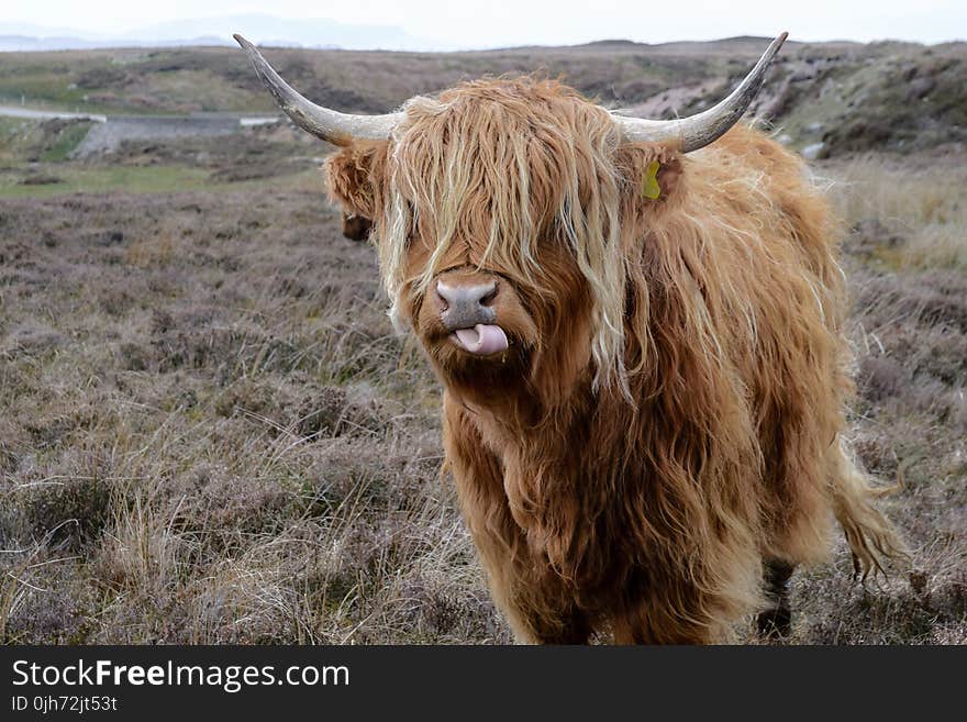 Brown Highland Cattle on Field of Grass