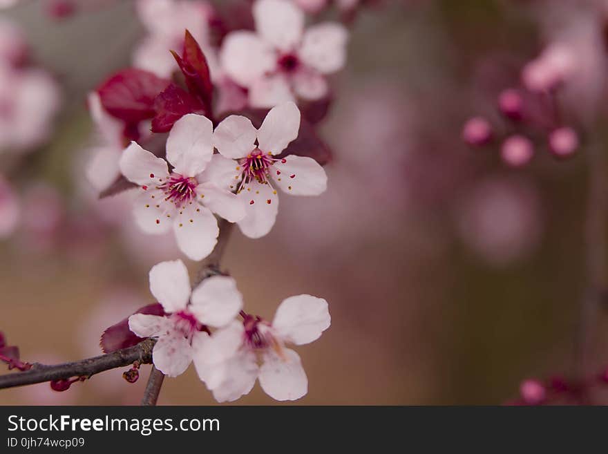 Pink Flowers