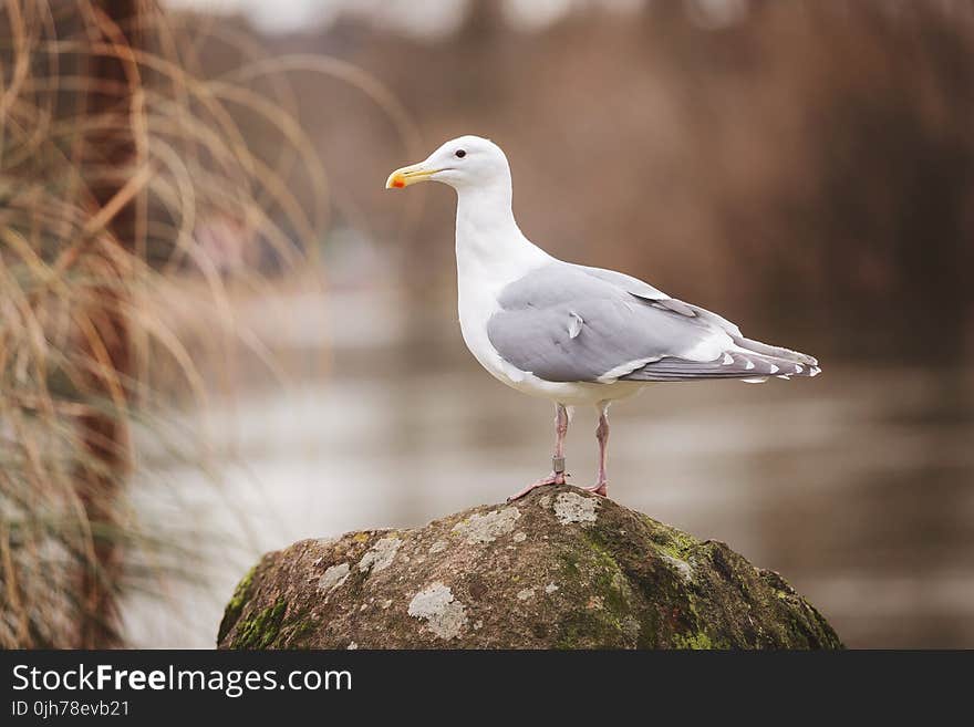 Sea Gull Perched On Rock