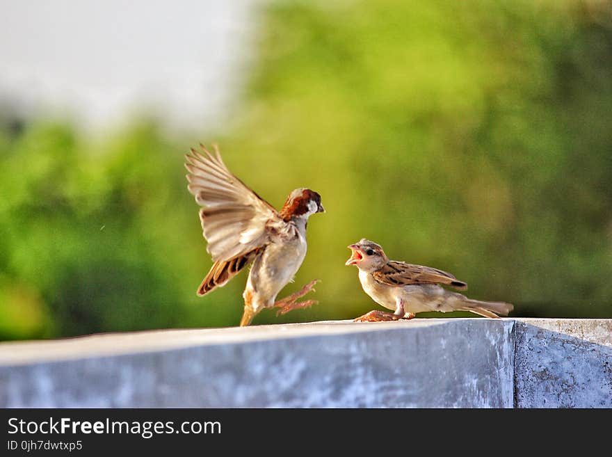 Selective Focus of Two Birds on Concrete Beam