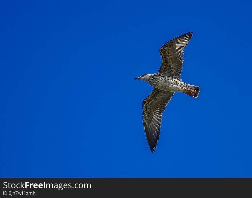 White and Grey Bird Flying during Day Time