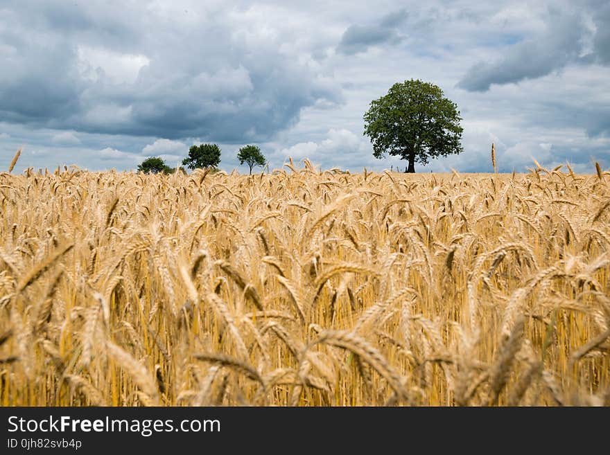 Brown Field Photo