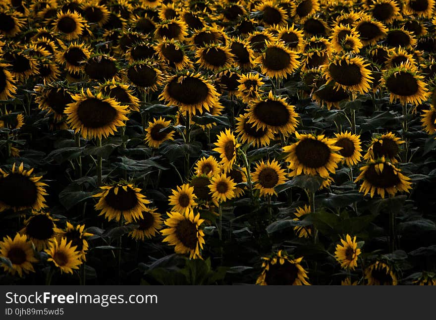 Sunflower field