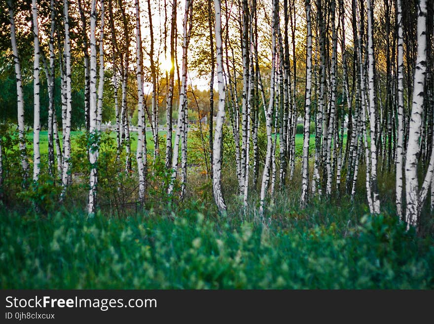 Birch forest