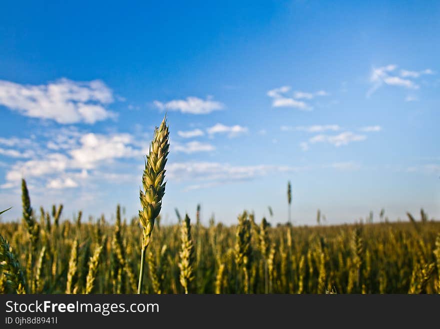 Grain / field