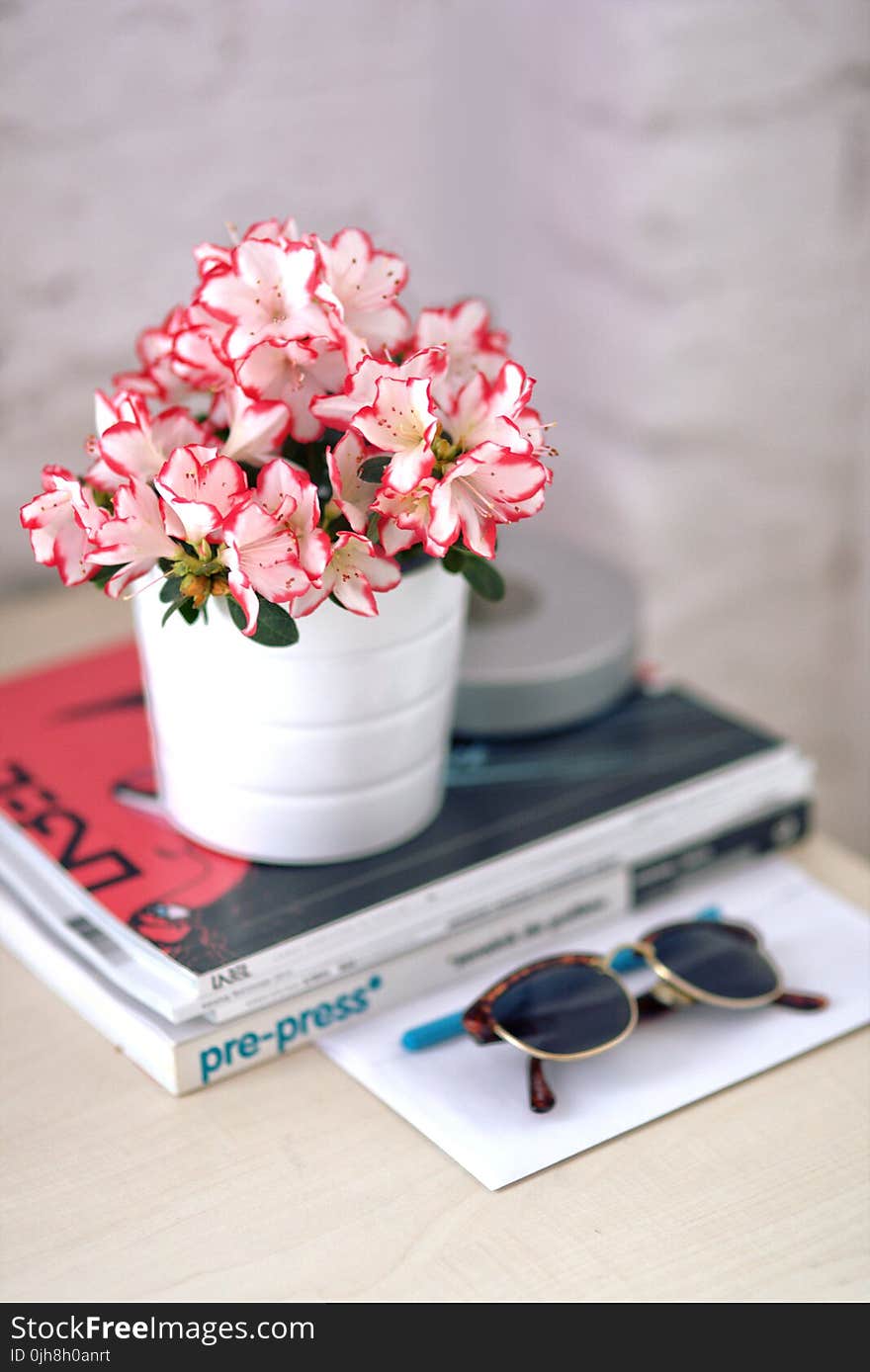 Azalea in a white pot