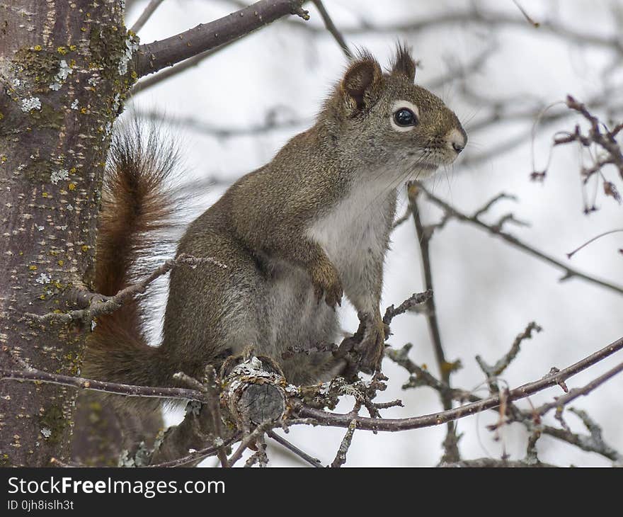 Gray and White Squirell on Brown Tree Branch