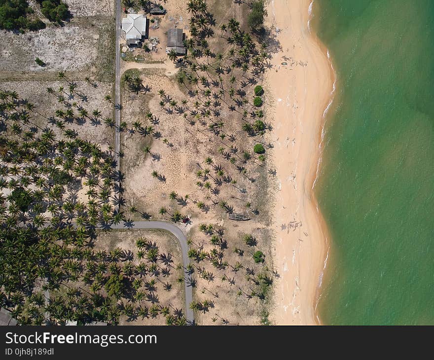 Aerial Photography of Seashore With Coconut Trees