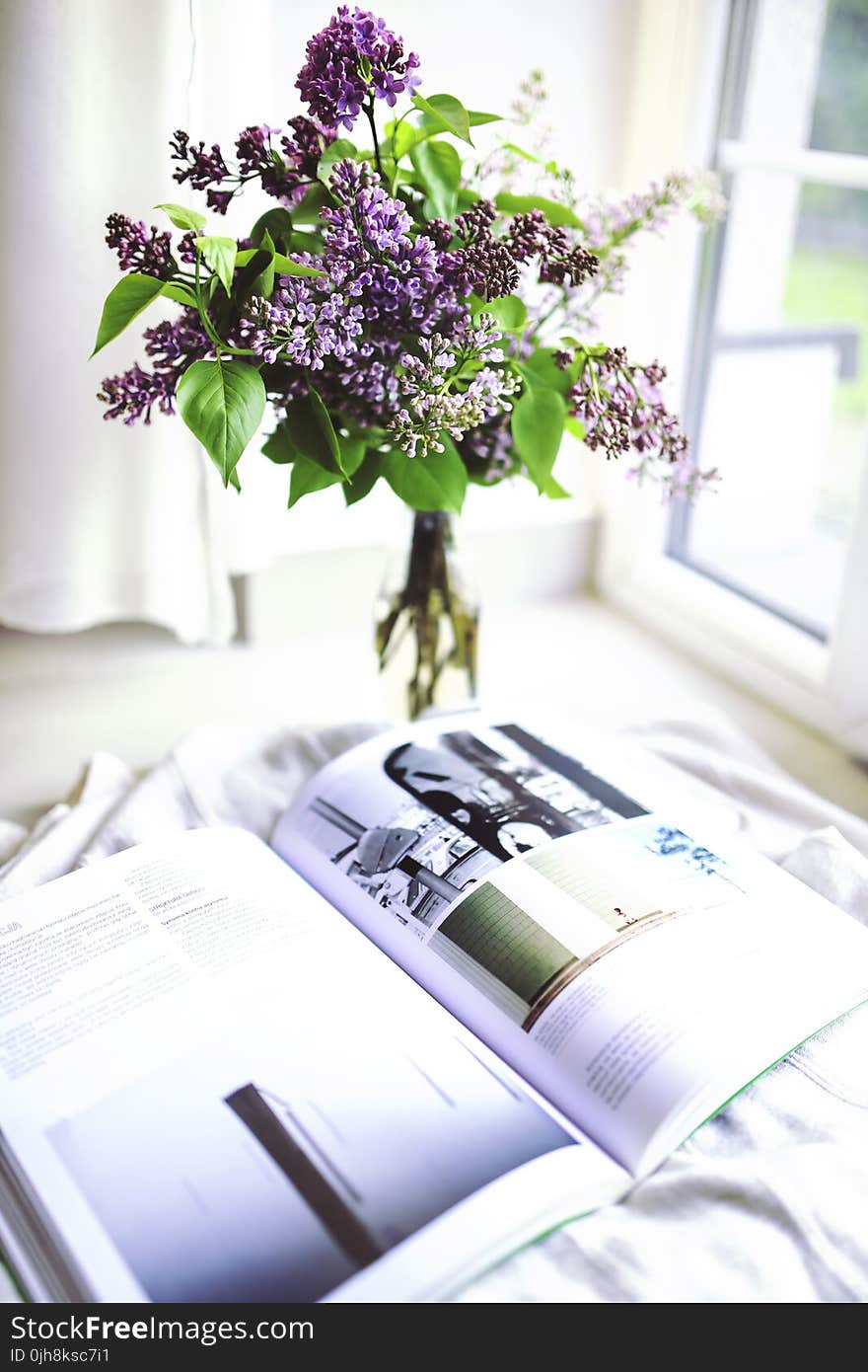 Sambucus / elder / elderberry