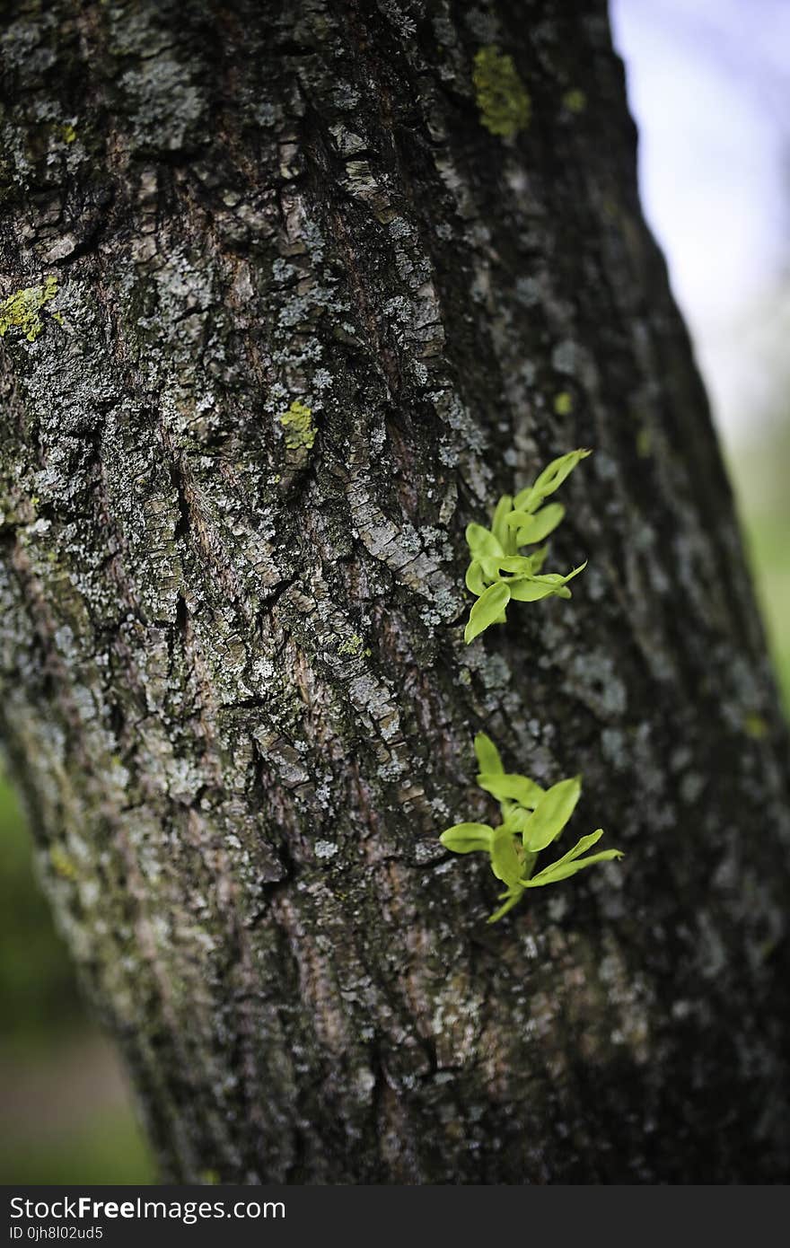 Tree bark