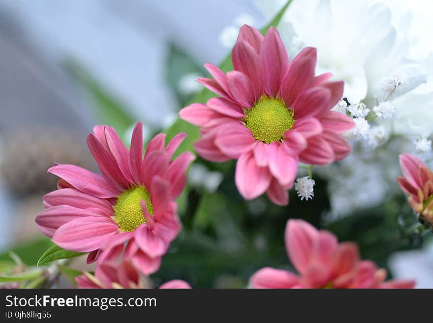 Close-up Photo of Pink Gazania Flower