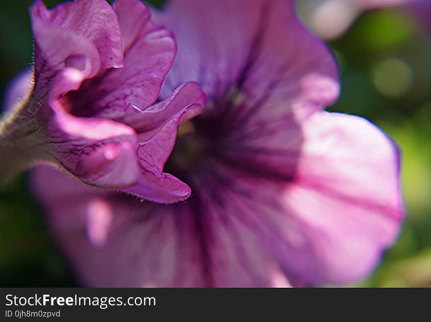 macro Photography of Malva Flower