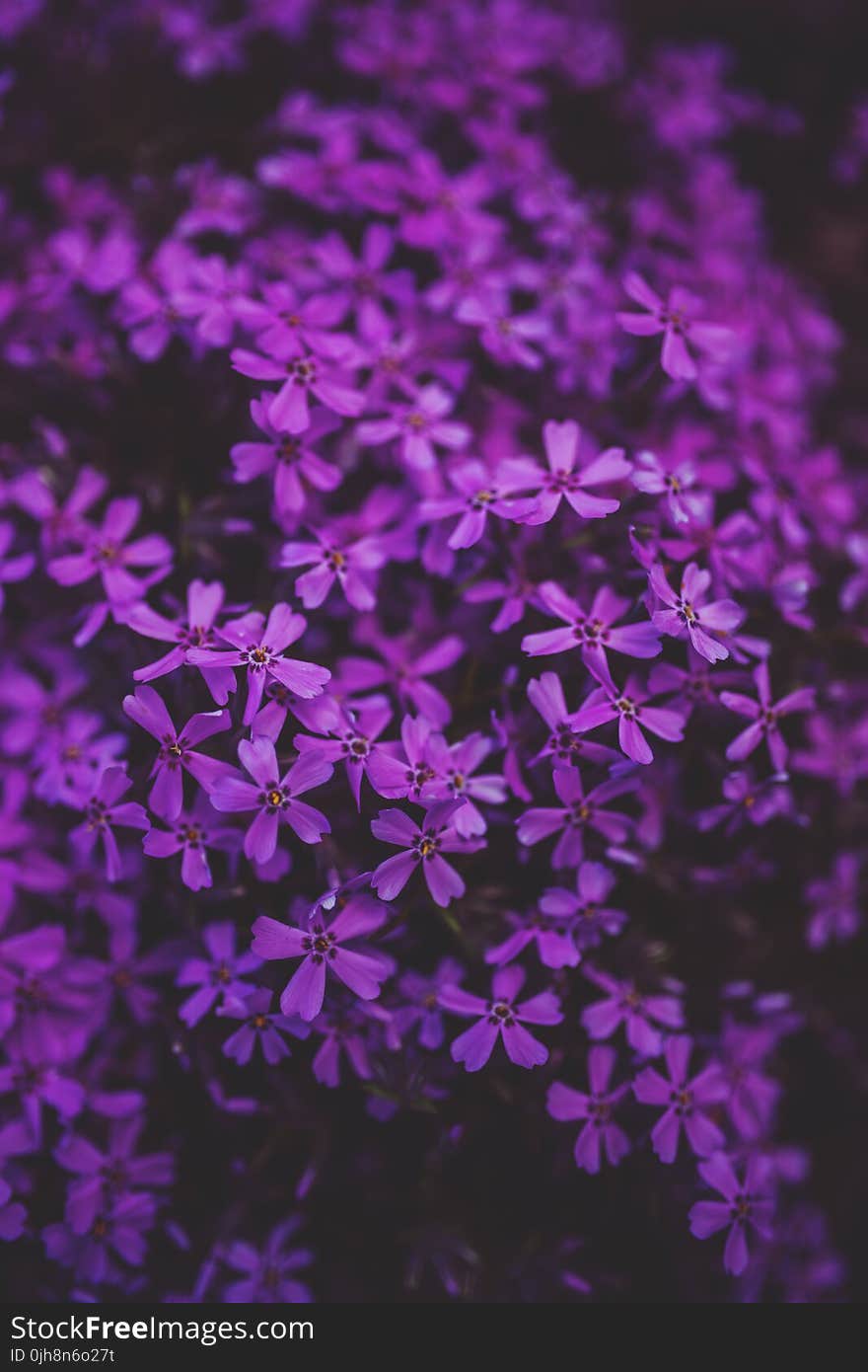 Little purple flowers