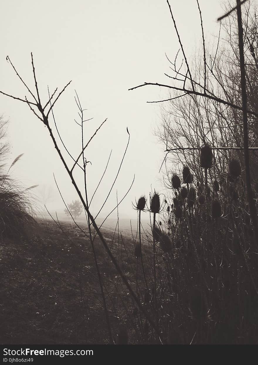 Grayscale Photo of Bush Covered With Fog