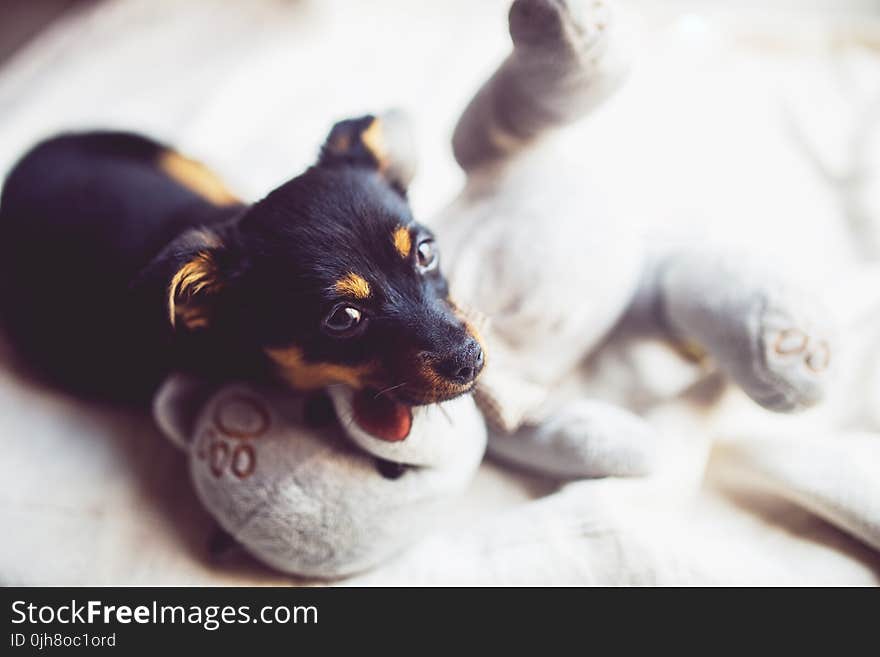 Puppy with teddy bear