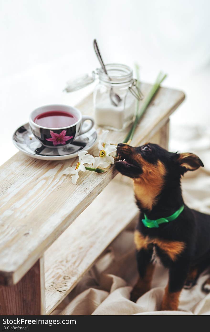 Puppy bites the flower