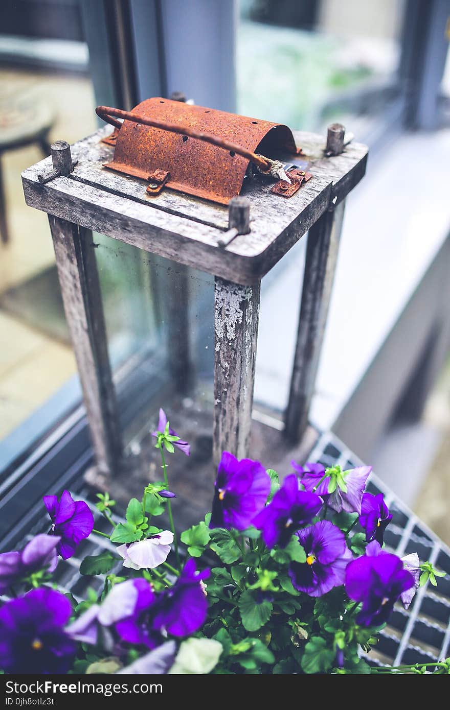 Pansies & lantern