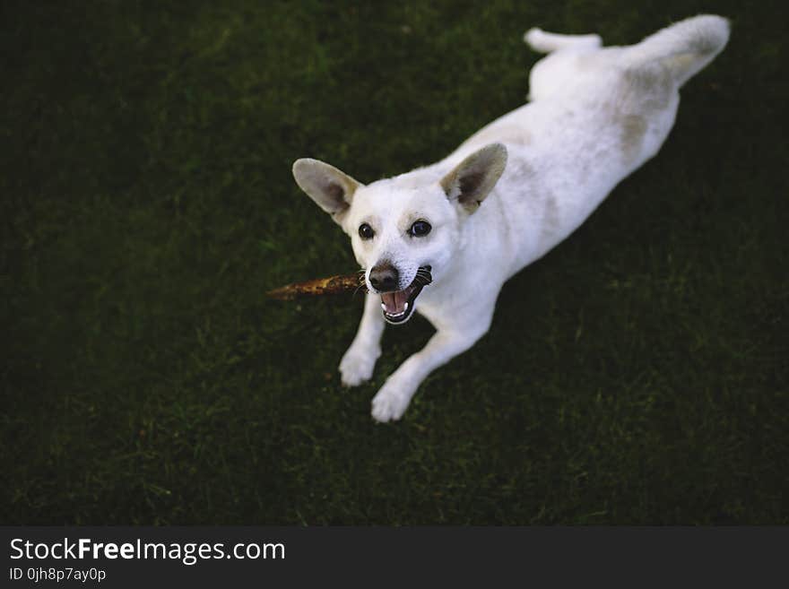 Dog on the grass