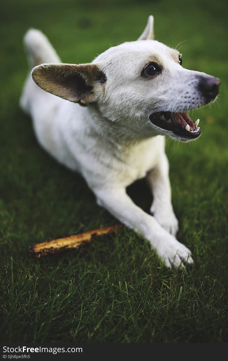 White dog with stick