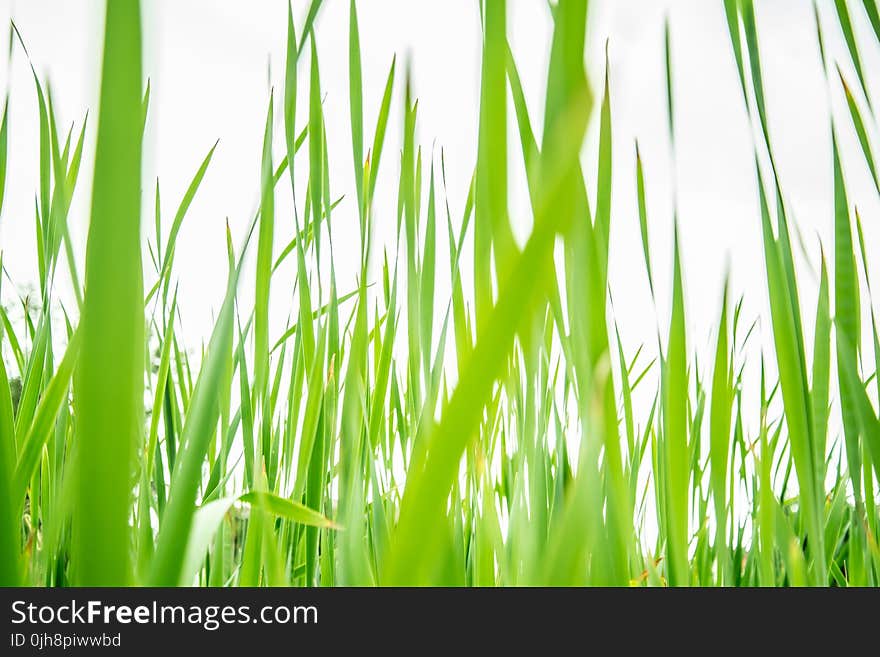 Green Grass Field