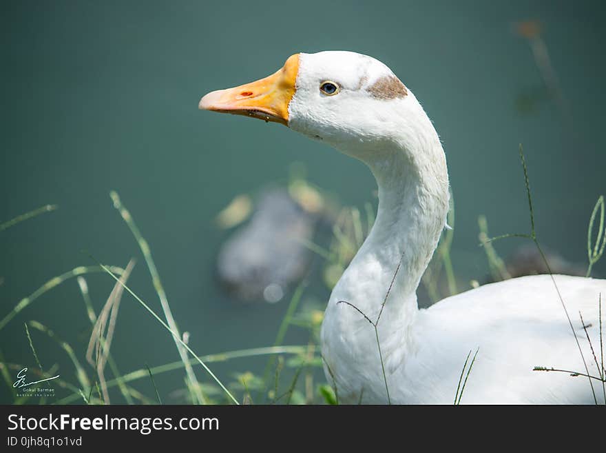 White Domestic Goose Near a Water Closeup Photo