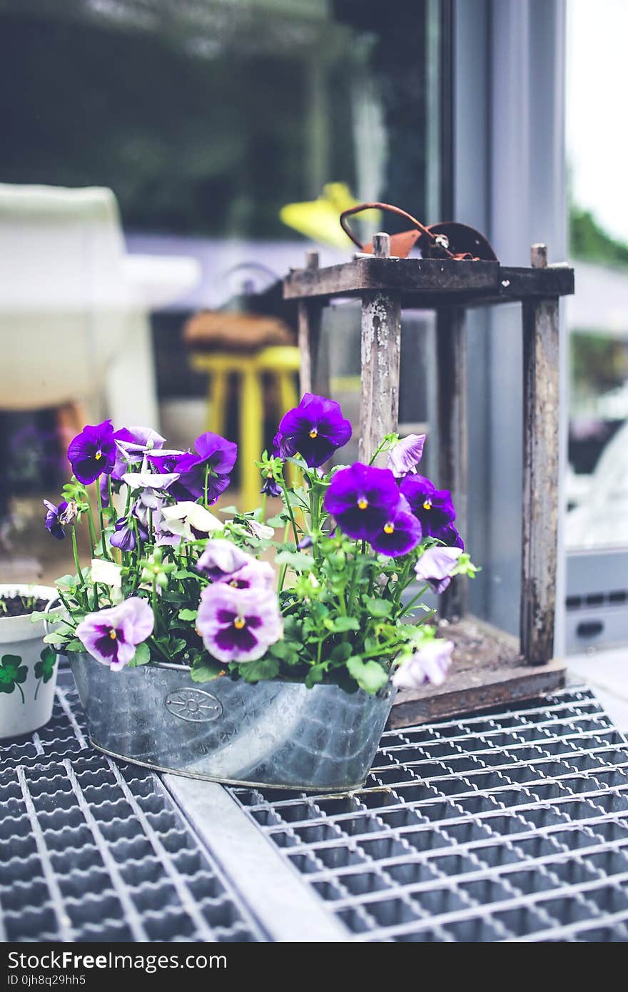 Old lantern & pansies