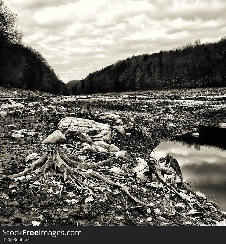 Grayscale Photography of Tree