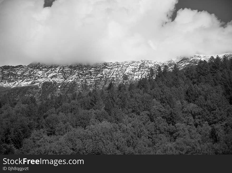 Grayscale Photo of Forest