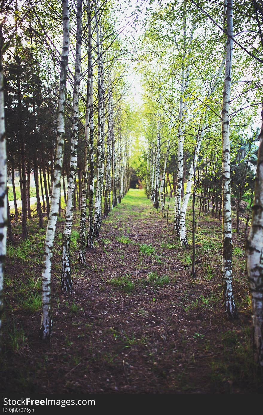 Birch forest