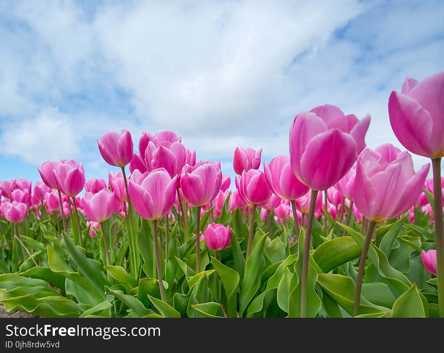 Bunch of Pink Tulips