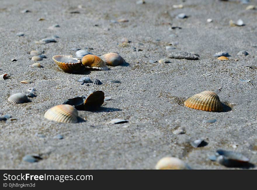 Close-up Photo of Seashells