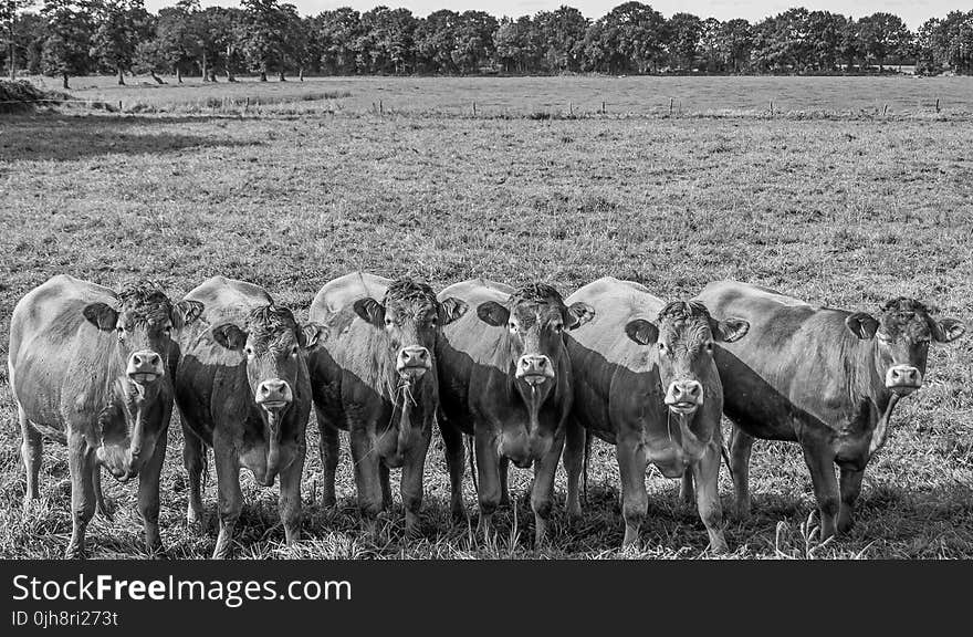 Grayscale Photo of Six Water Buffalo in Field