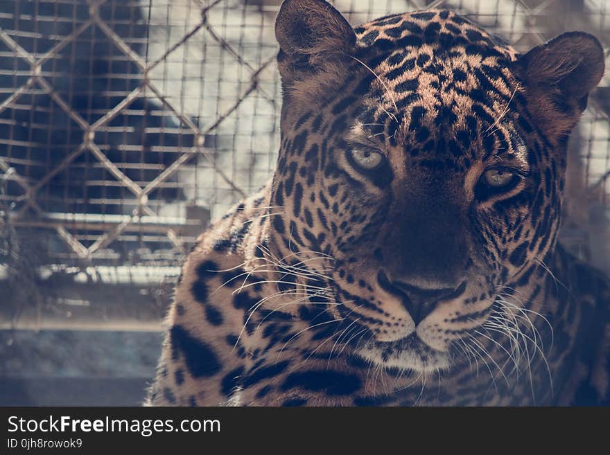 Brown Leopard on Chain Link Fence