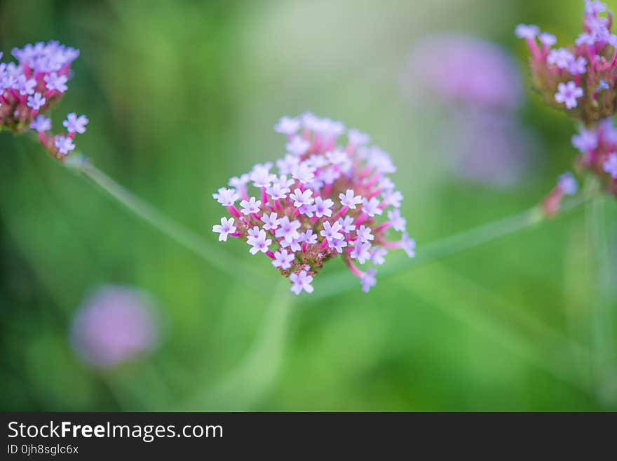 Macro Shot of White Flower