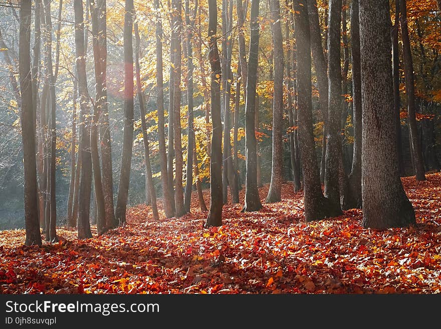 Landscape Photography of Forest during Autumn Season