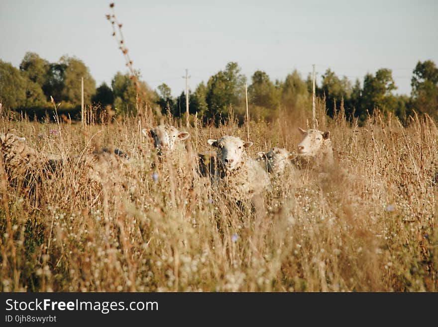 Five White Sheep on Brown Meadows