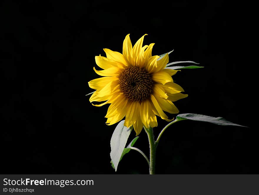 Photo of Sunflower