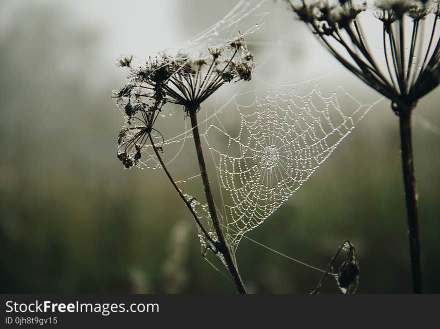 Shallow Focus Photography of a Spiderweb With Raindrops