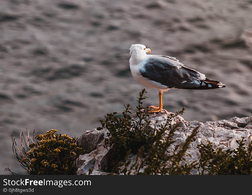 White and Grey Seagull on Rock