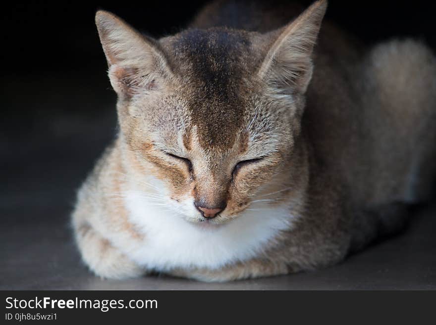 Close-Up Photo of Brown Tabby Cat