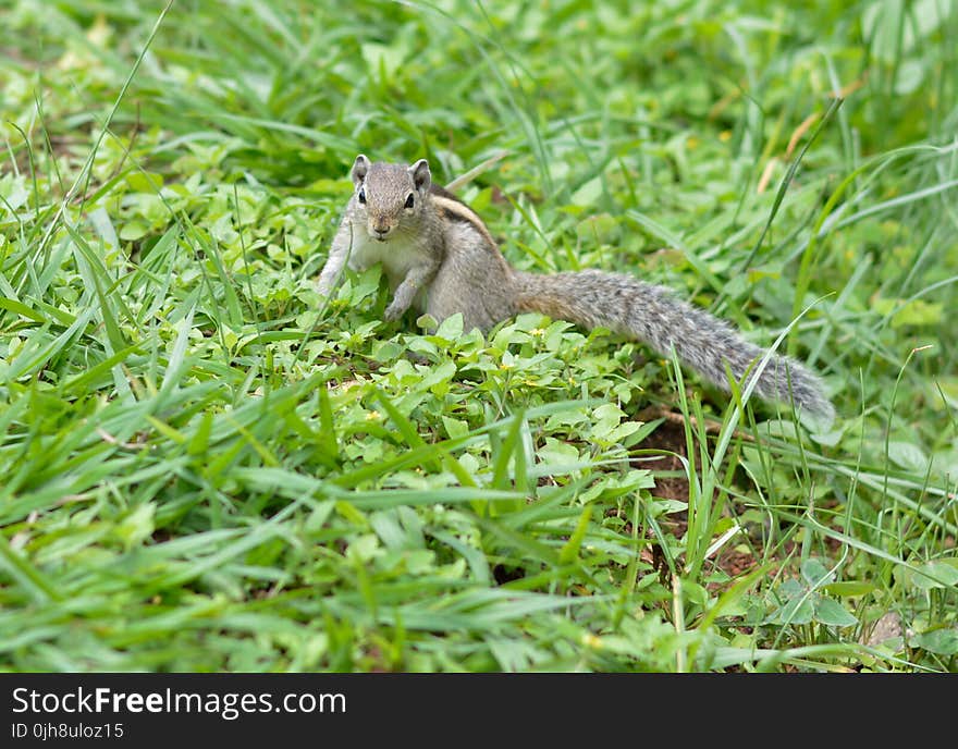 Shallow Focus Photography of Gray Squirrel on Grass