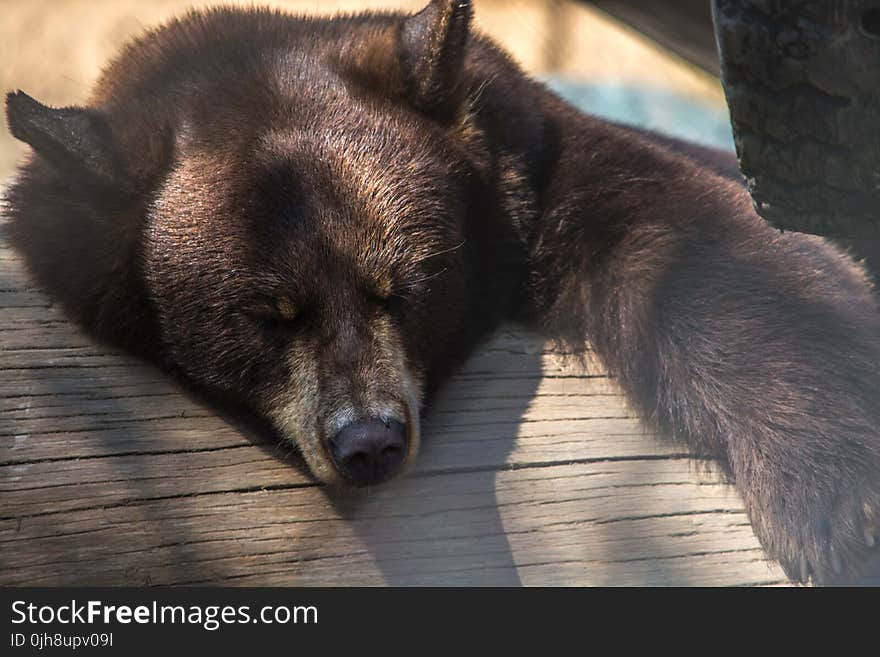 Brown Bear on Wooden Board