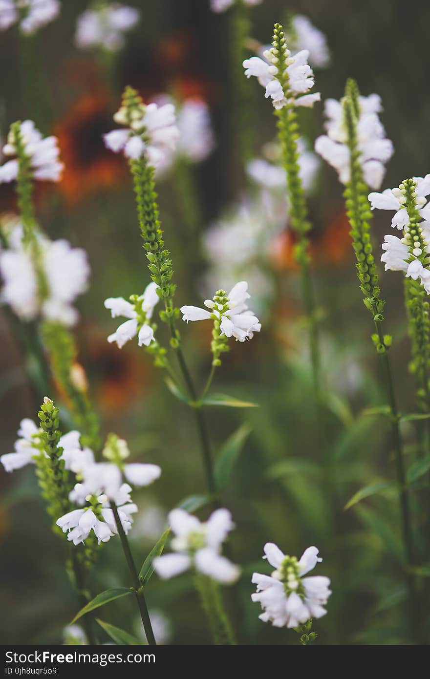 White little flowers