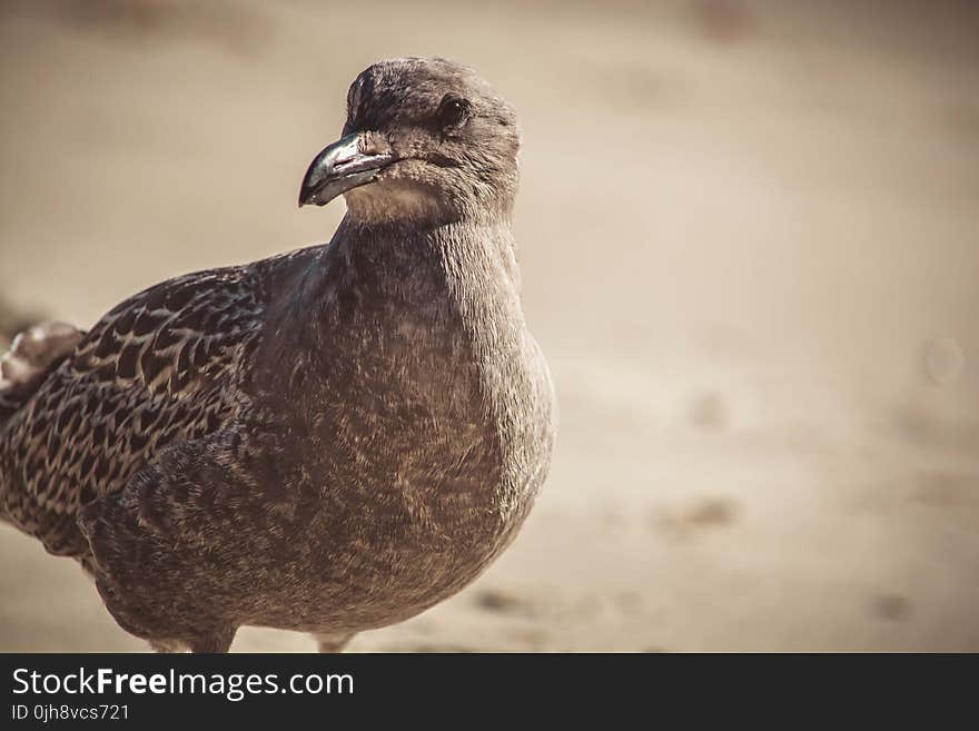 Close-up Photography of a Bird