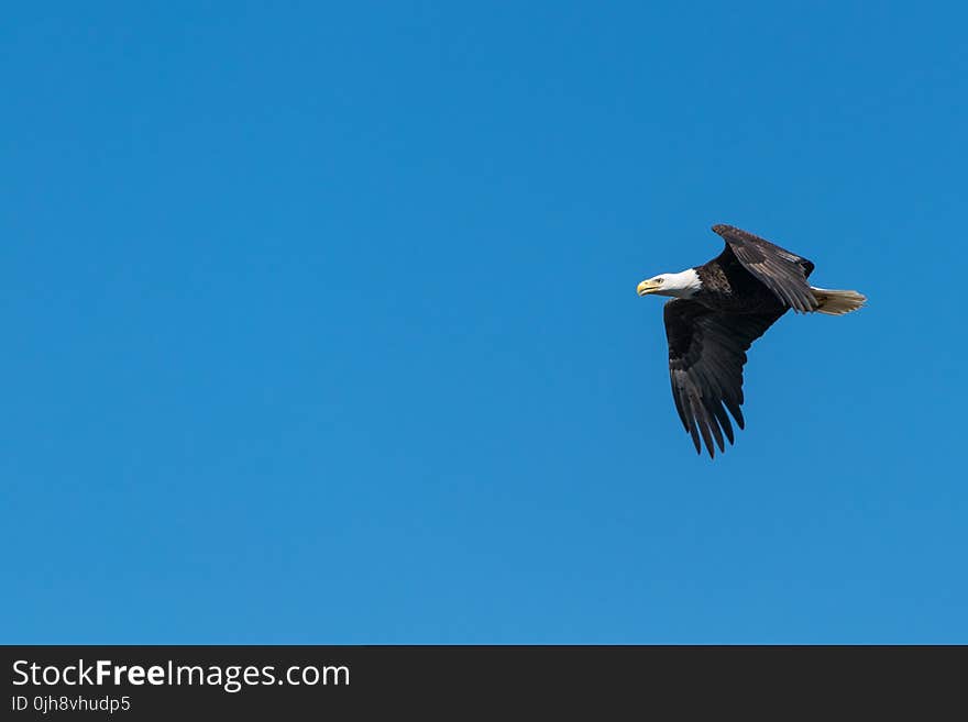 Bald Eagle Flying Under Blue Sky during Daytime