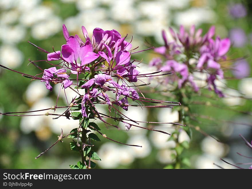 Close-up Photography of Flowers