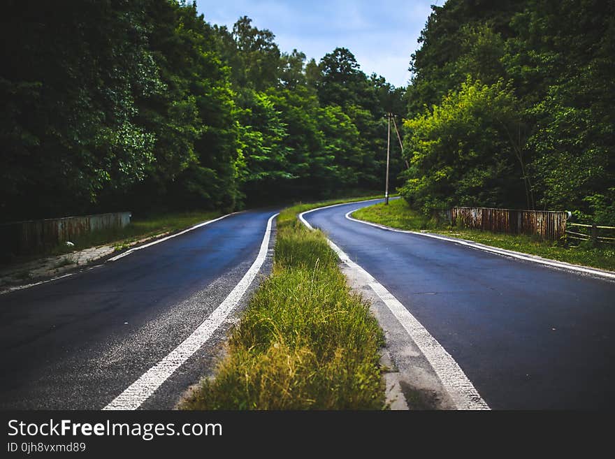 The forest road