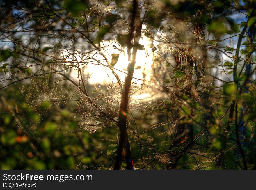 Shallow Focus of Green and Brown Plants With Brown Light Photo