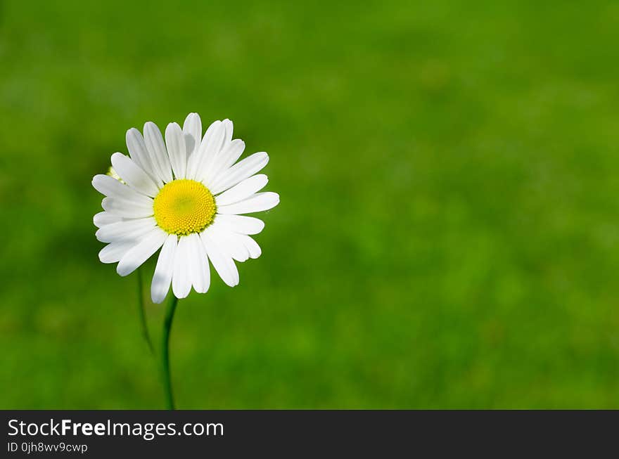 White Daisy Closeup Photography